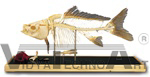 Fish skeleton model - Carp (Cyprinus carpio)